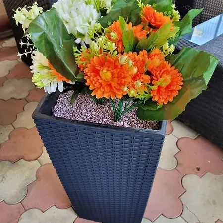 Homestay Sofia Costinesti